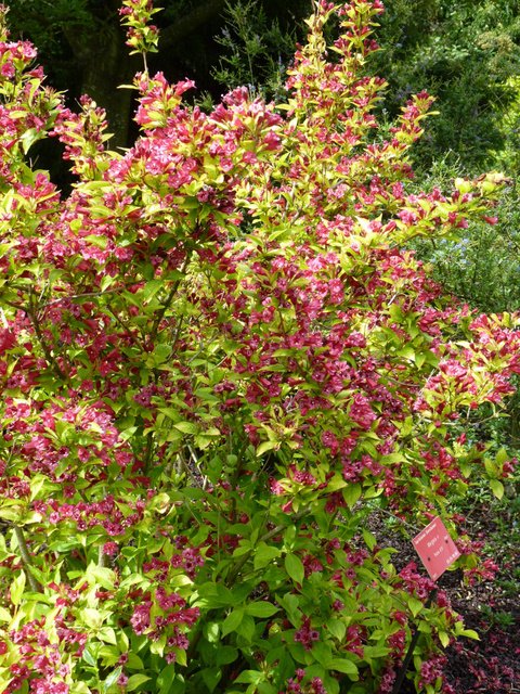 Weigela x 'Rubis d'Or' (3)